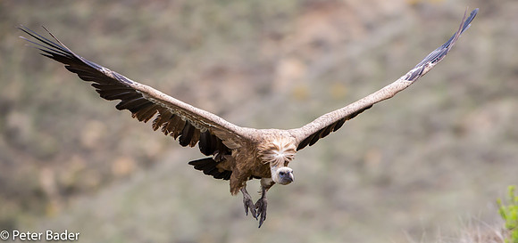 Vale Gier - Griffon Vulture 8