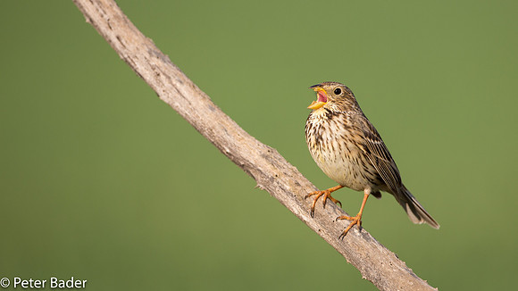 Grauwe Gors - Corn Bunting 2