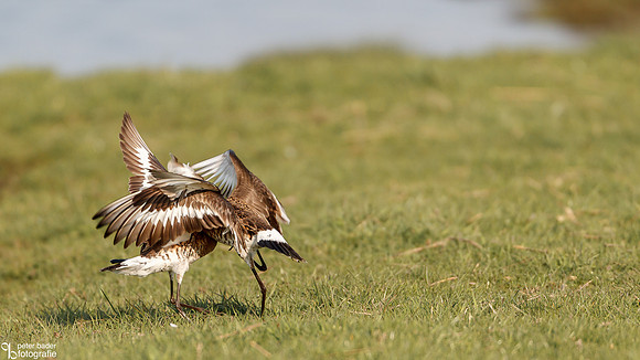 Grutto - Black-tailed Godwit-7