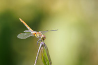 Libellen - Dragonflies