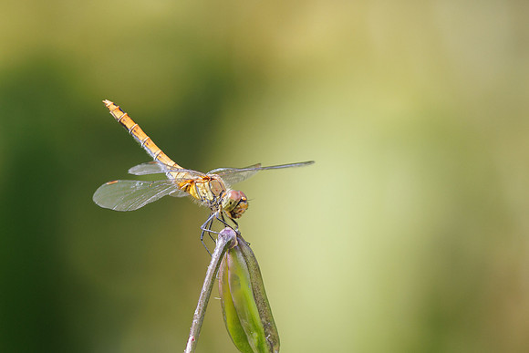 Bloedrode heidelibel - Sympetrum sanguineum