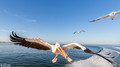 Pelikanen - Pelicans-19