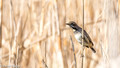 Blauwborst vrouw - Bluethroat Female-11
