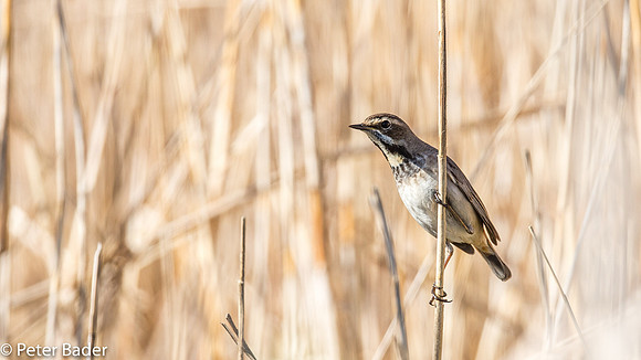 Blauwborst vrouw - Bluethroat Female-11