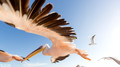 Pelikanen - Pelicans-3