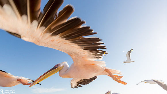 Pelikanen - Pelicans-3