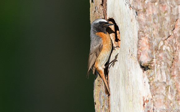 Gekraagde Roodstaart - Common Redstart