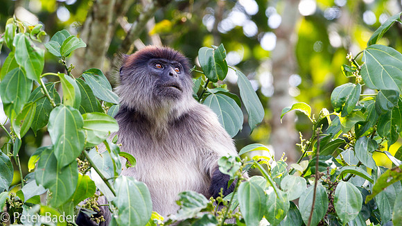 Rode Franjeaap - Rode Colobusaap - Red Colobus Monkey