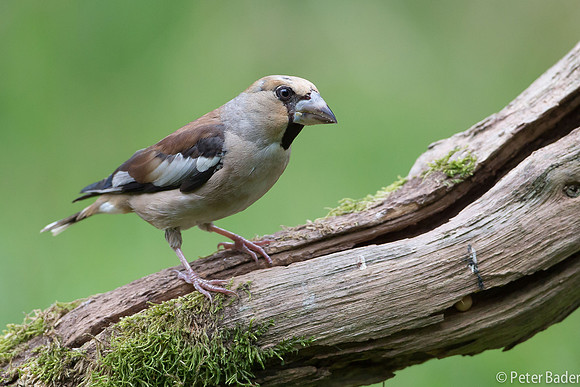 Appelvink