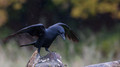 Raaf - Raven