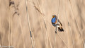 Blauwborst - Bluethroat-8