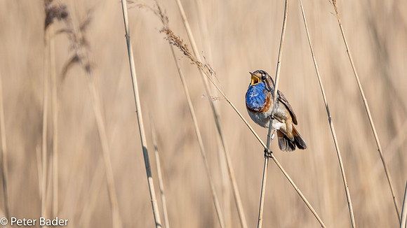 Blauwborst - Bluethroat-8