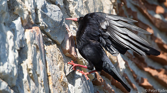 Alpenkraai - Red-Billed Chough