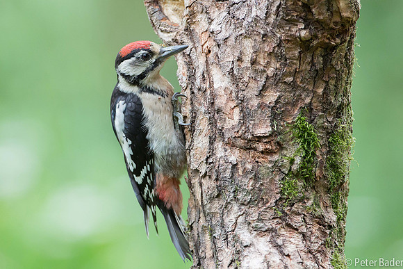 Grote Bonte Specht