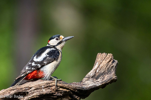 Grote Bonte Specht - Great Spotted Woodpecker - Canon 800mm RF
