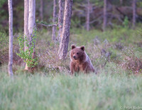 2014 Beren en veelvraten in Finland - Bears and Wolverines