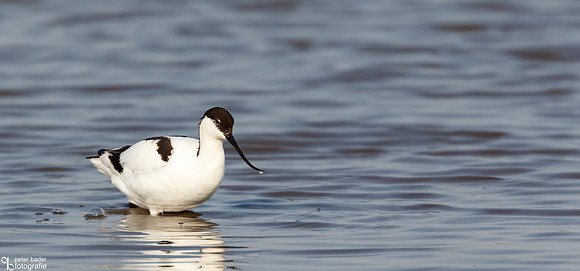 Kluut - Pied Avocet-1