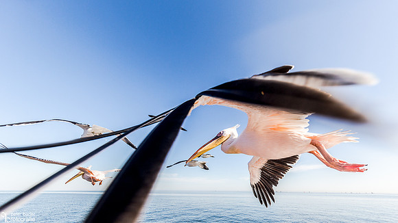 Pelikanen - Pelicans-16