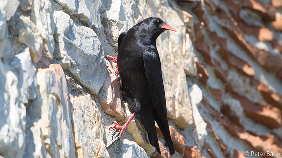 Alpenkraai - Red-Billed Chough