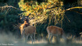Edelhert - Red Deer 5
