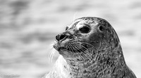 Zeehonden - Seals