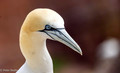 Jan van gent verdedigt plek - Common gannet defensie his spot
