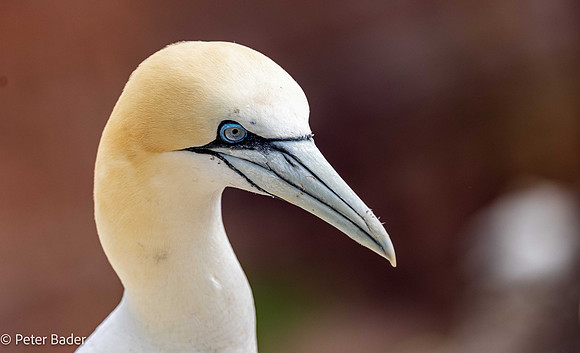 Jan van gent verdedigt plek - Common gannet defensie his spot