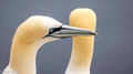 Jan van gent verdedigt plek - Common gannet defensie his spot