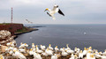 Jan van gent op Helgoland