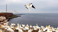 2021 Helgoland