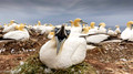 Jan van gent verdedigt plek - Common gannet defensie his spot