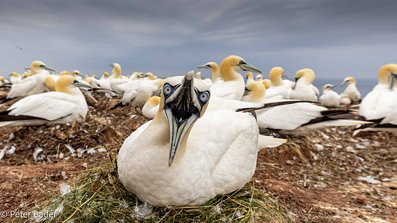 Jan van gent verdedigt plek - Common gannet defensie his spot