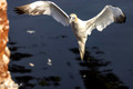 Jan van gent landend op Helgoland