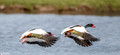 Bergeeend - Common Shelduck-11