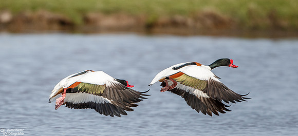 Bergeeend - Common Shelduck-11