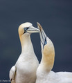 Jan van gent verdedigt plek - Common gannet defensie his spot