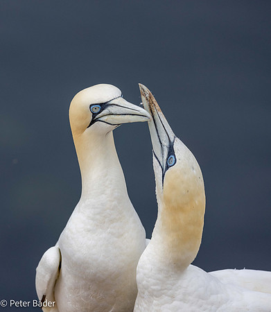 Jan van gent verdedigt plek - Common gannet defensie his spot