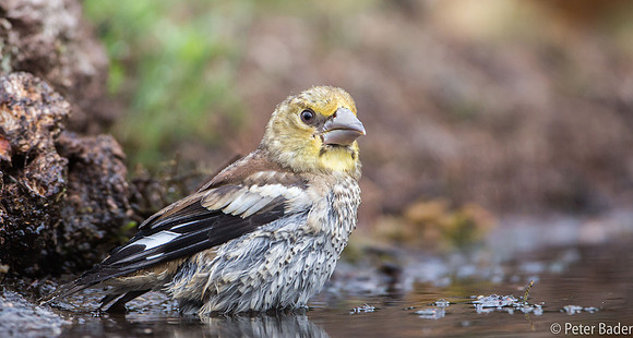 Appelvink - Hawfinch-17