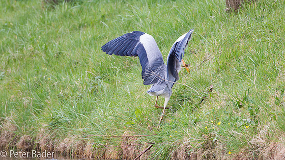 Blauwe Reiger - Grey Heron-8