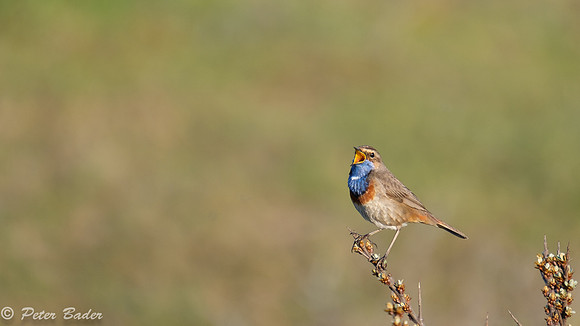 2018-04-18 Duinen van Six -3