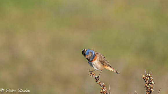 Blauwborst Duinen van Six -4