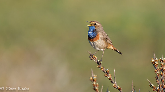 Blauwborst Duinen van Six -5