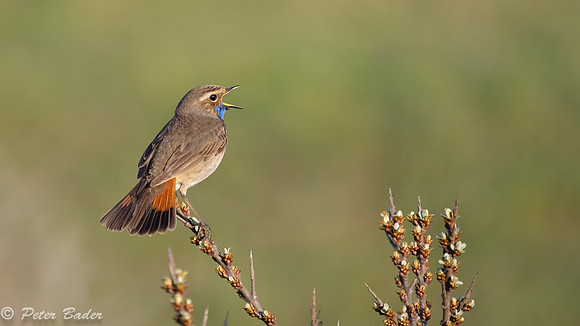 Blauwborst Duinen van Six -6