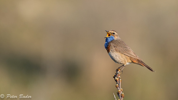 Blauwborst Duinen van Six -7