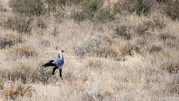 Kgalagadi-6