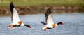 Bergeeend - Common Shelduck-9