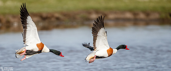 Bergeeend - Common Shelduck-9
