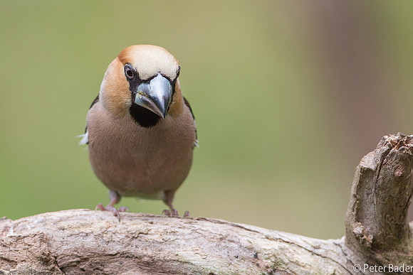 Appelvink