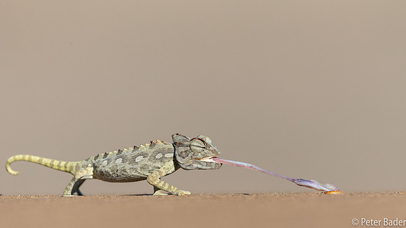 Namaqua Kameleon - Chameleon-12