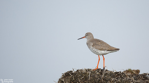 Tureluur - Common Redshank-2